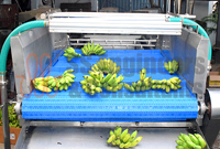 Green Banana Packaging Plant